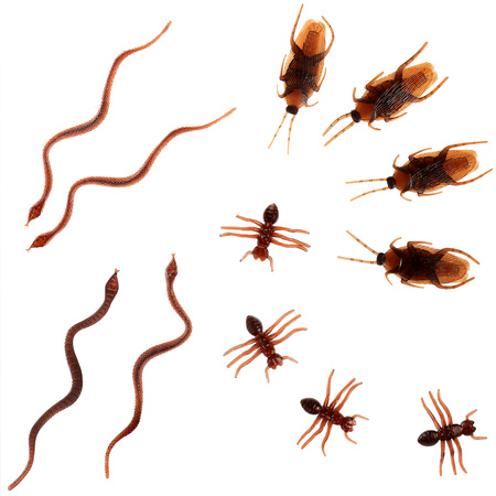 Robaki - rekwizyt halloweenowy (6 szt.)